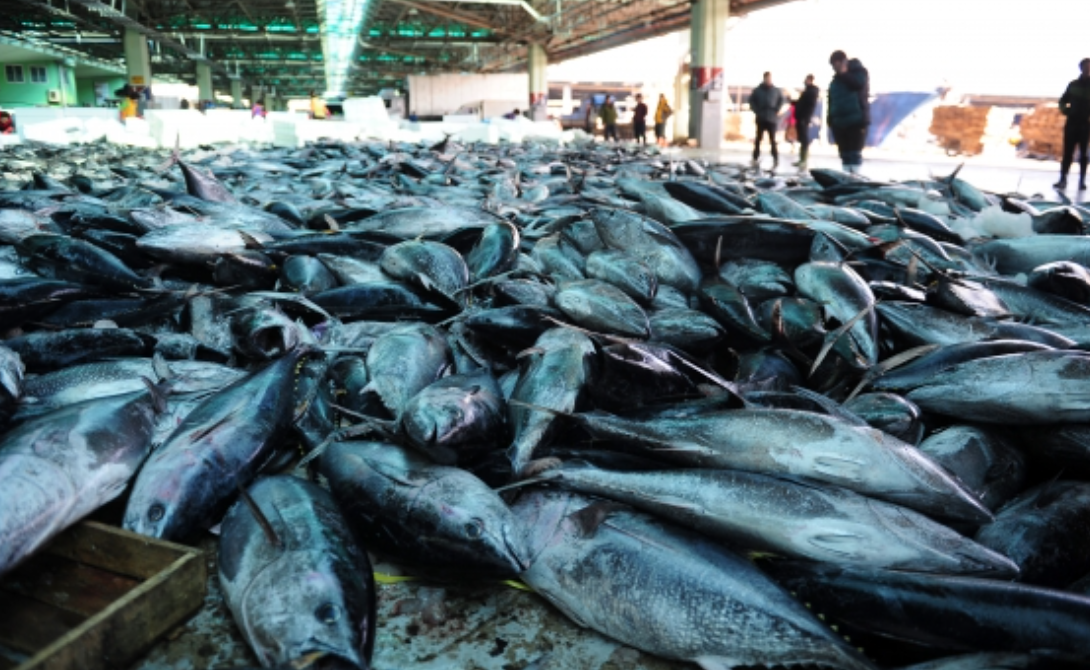 영덕 앞바다에 참치 '풍년'인데…왜 어민들은 잡은 참치를 버려야 했을까? : 어획 쿼터 제도란?