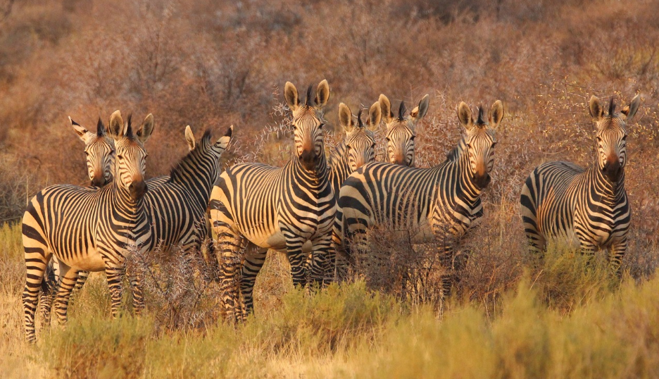 새로운 기회의 땅, 아프리카