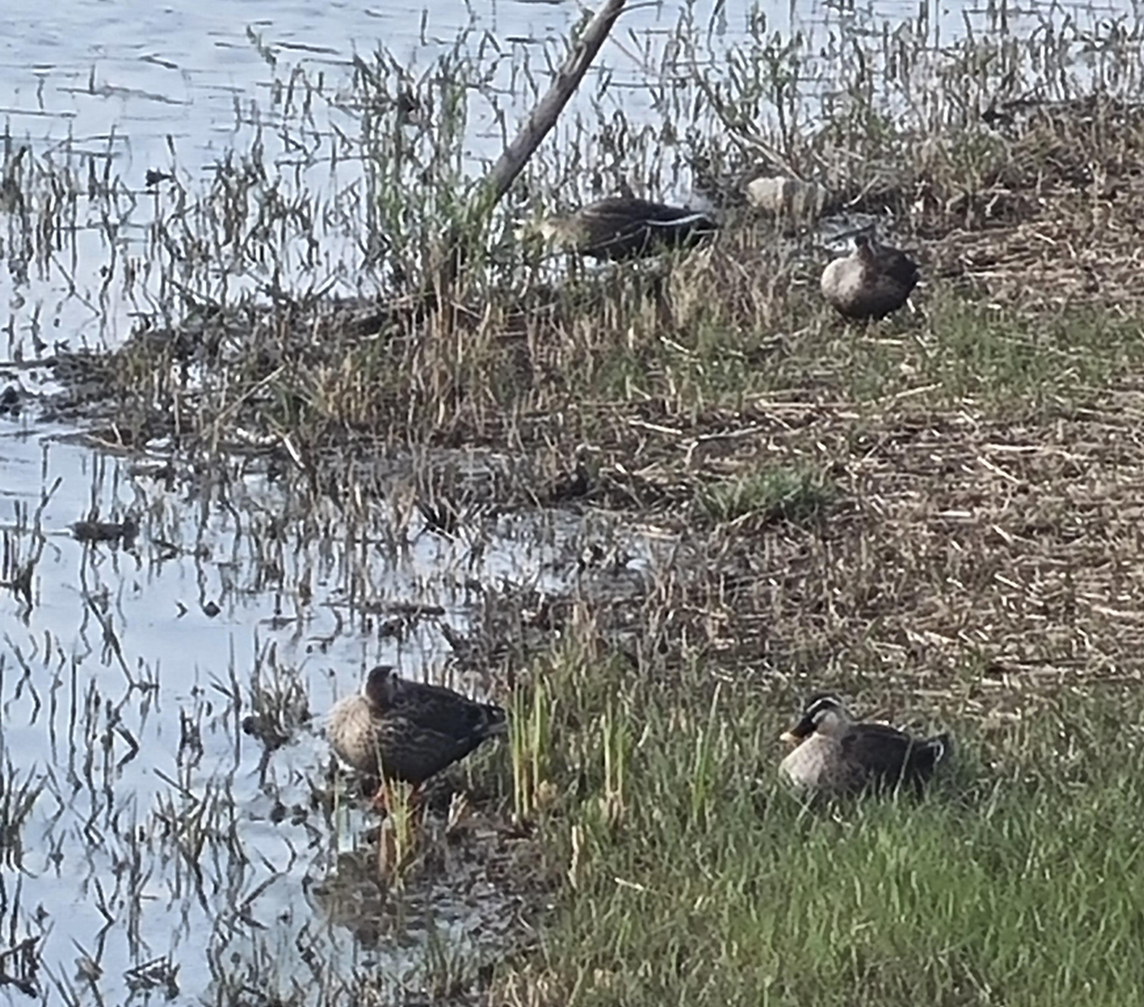 호수원 오리 사진