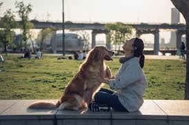 반려동물 키우는 방법