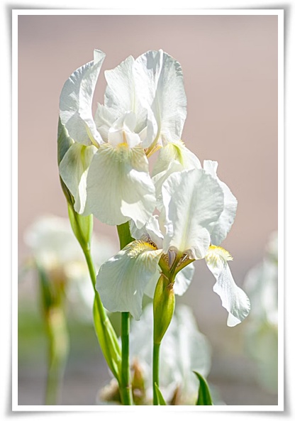 화초 &quot;붓꽃 키우기&quot; 아름다움과 놀라운 효능을 지닌 꽃 아이리스!