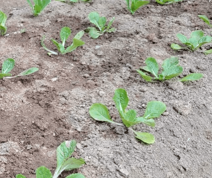 김장 배추 모종 심는 시기