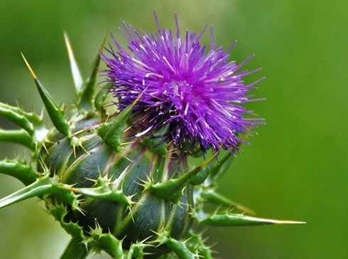 간 영양제 실리마린