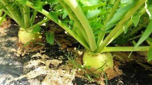 봄무재배-체험기-파종-67일-경과-수확시기-도래