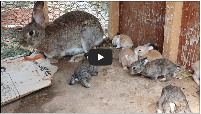 농부 유튜버 순위 TOP 10 8