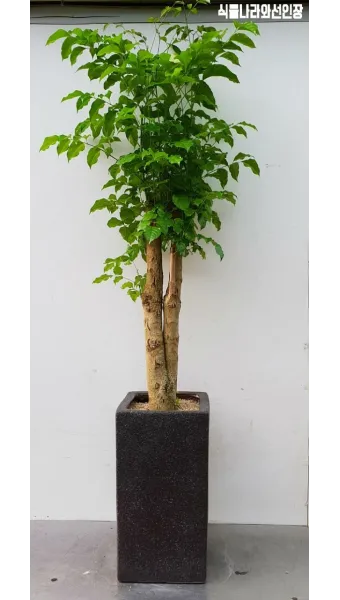 녹보수 물주기 광량관리 환기요령 비료주기 침실 거실 추천_11