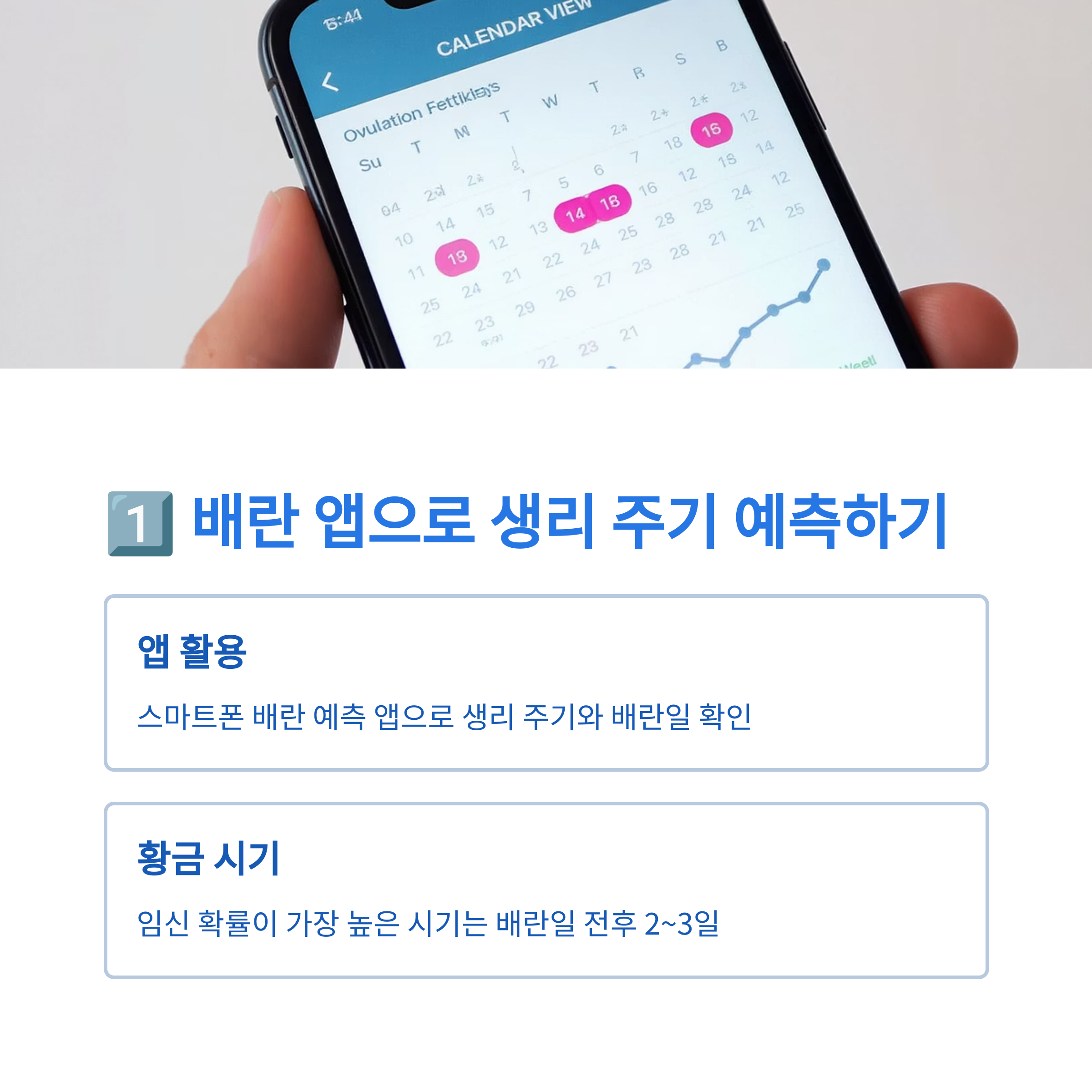 스마트폰 배란 예측 앱 화면을 보여주며, 생리 주기와 배란일 예측 및 황금 시기를 설명하는 인포그래픽 이미지