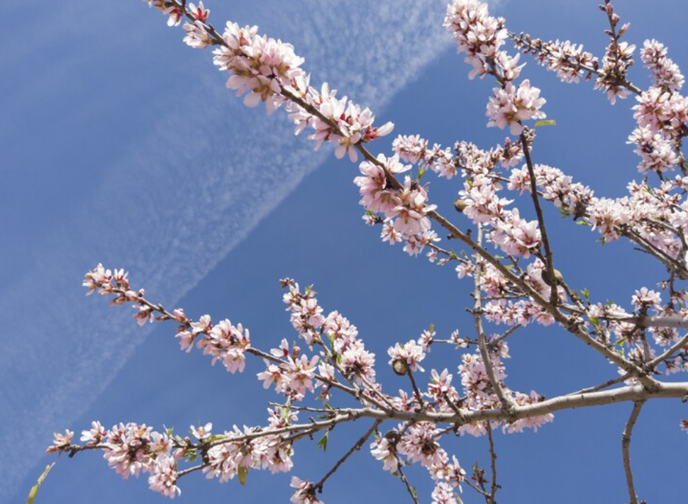 진해 군항제 일정 경화역 주차장 벚꽃 명소 총정리