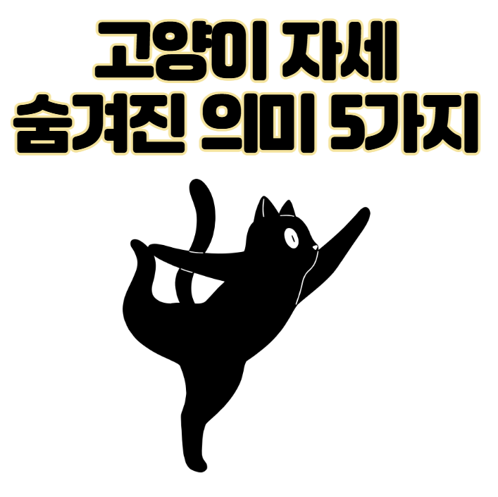 고양이 자세 의미 숨겨진 비밀 신호 5가지 파악하기