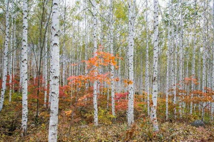인제 자작나무숲