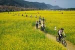 삼척 맹방 유채꽃축제