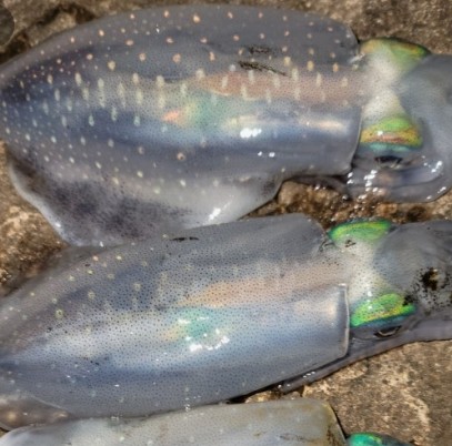 무늬오징어 효능