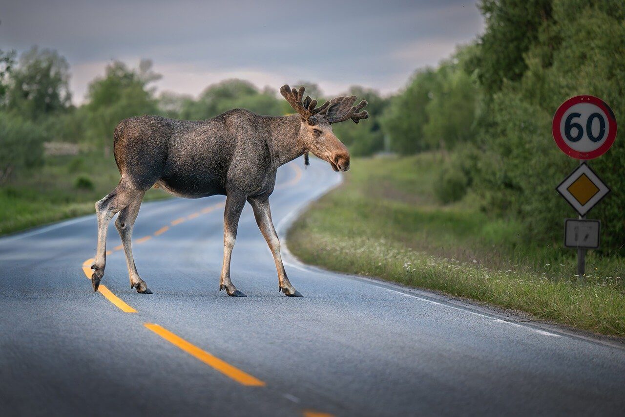 AI 야생동물 이동 경로 분석|도로 사고 감소 및 생태 보전 모델