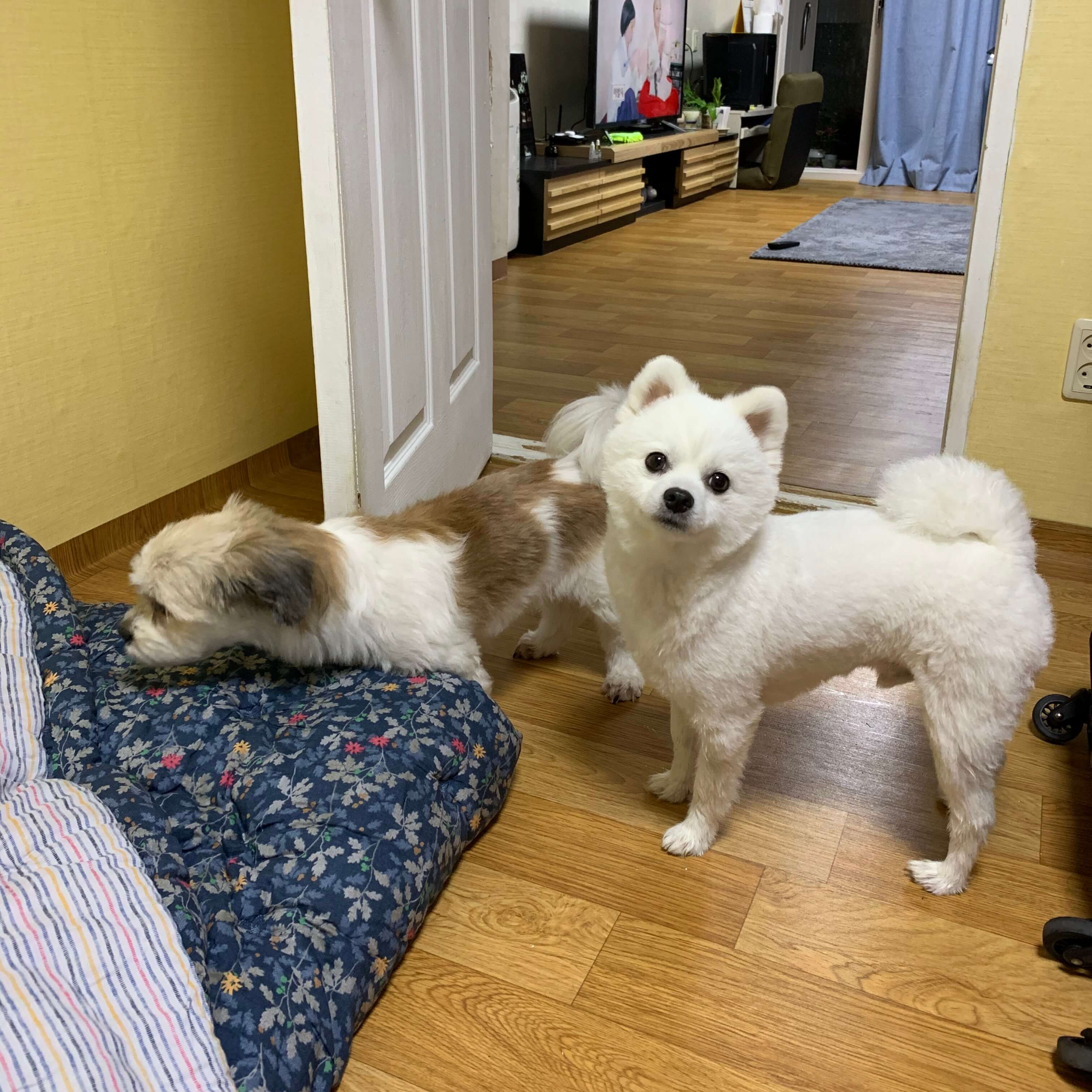 강아지와 함께 여행