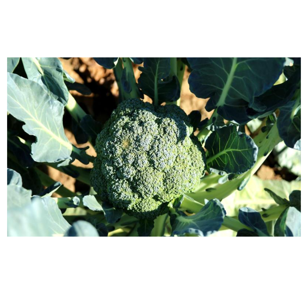 변비에 좋은 음식과 관련된 사진입니다.