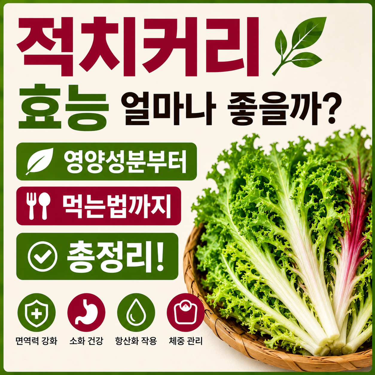 적치커리 효능