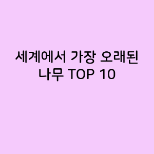 세계에서 가장 오래된 나무 TOP 10