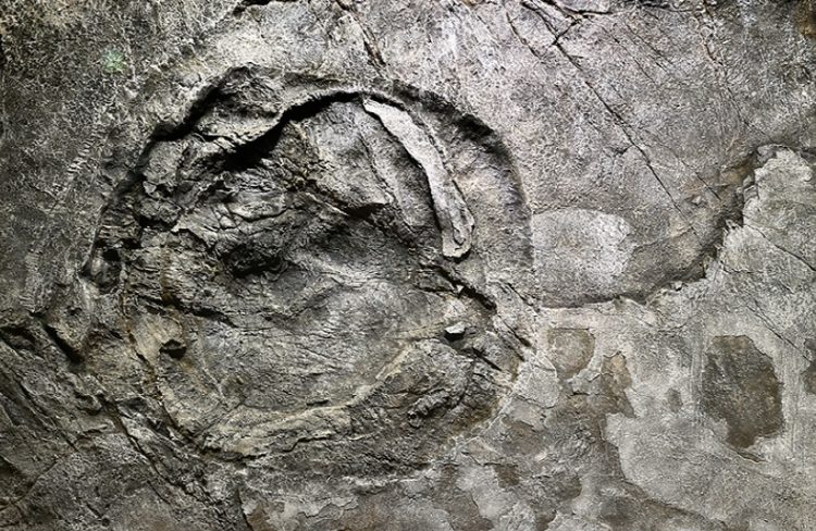 해남 공룡박물관