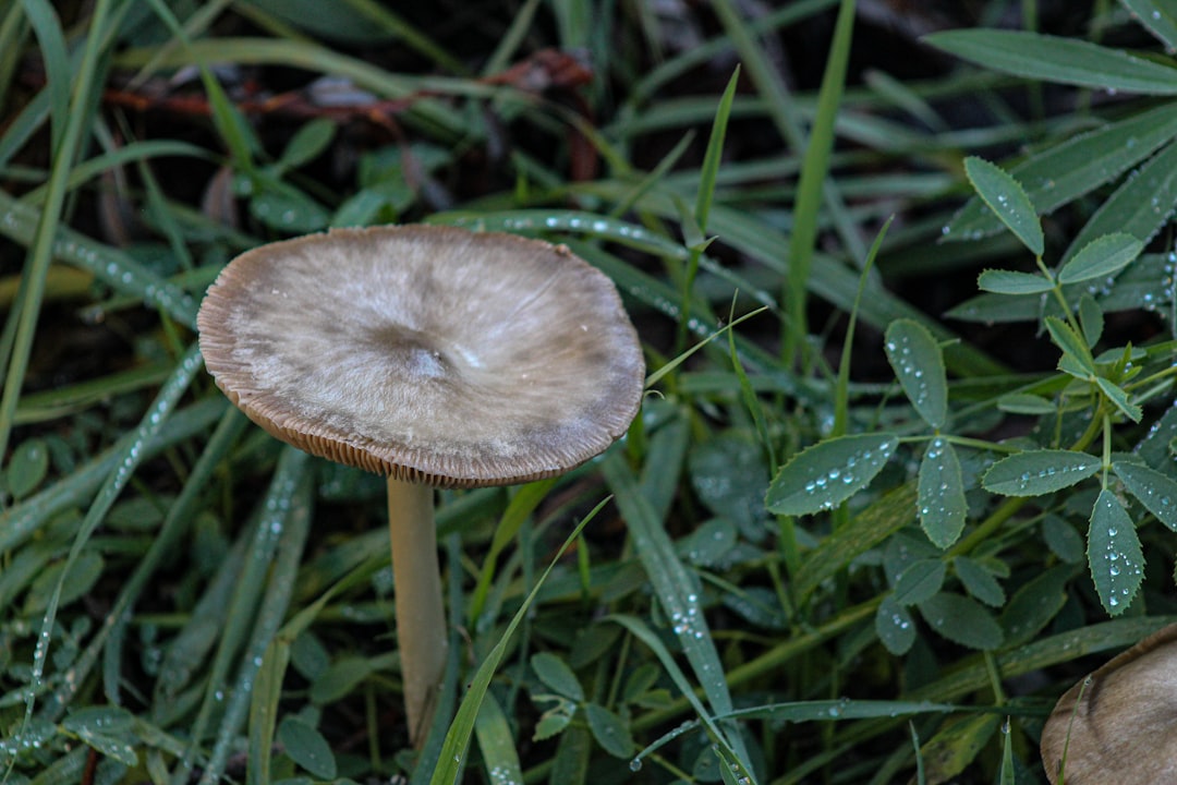 Identification