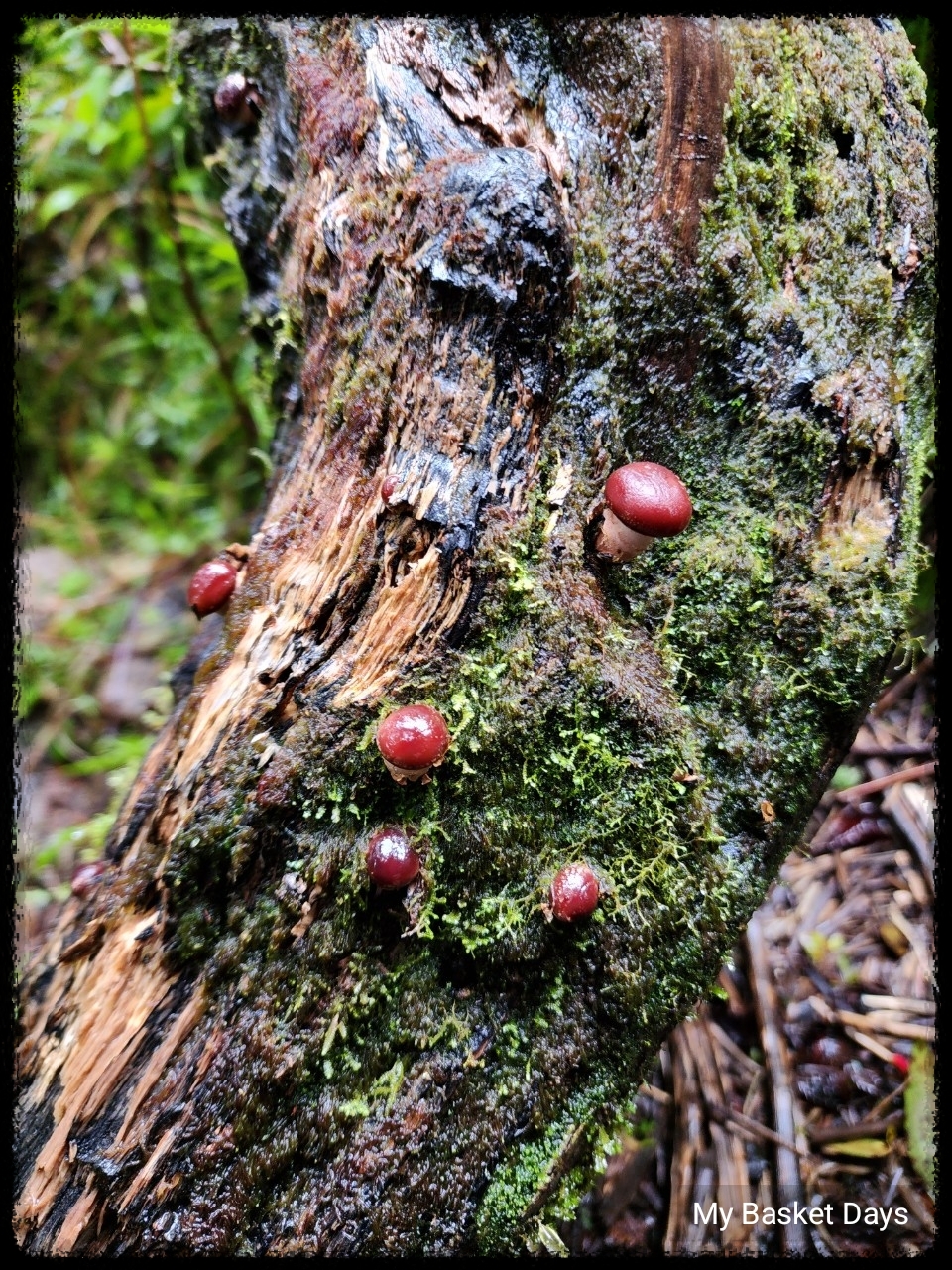 Red button mushrooms on tree bark