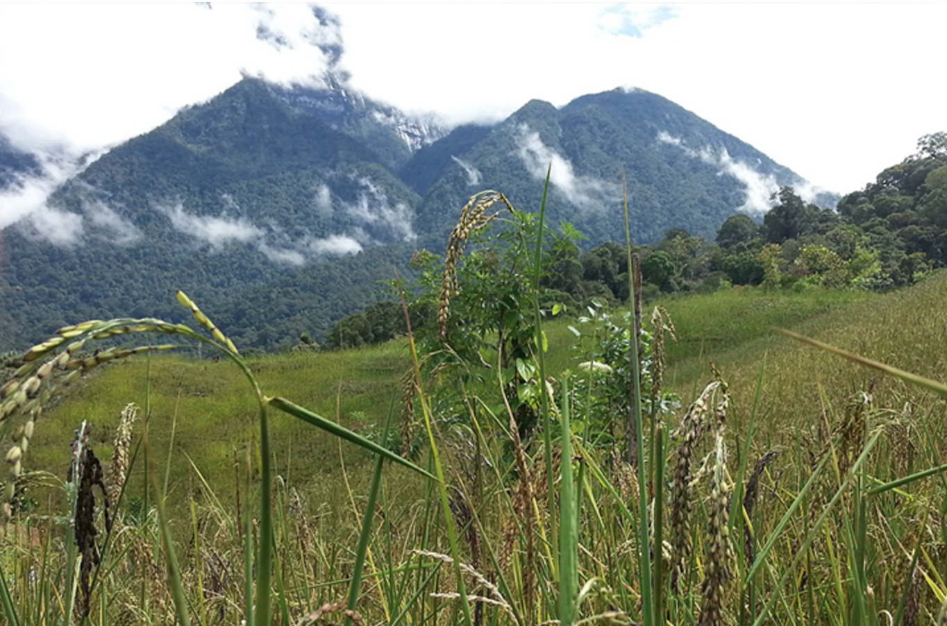 보루네오-정글-트래킹1