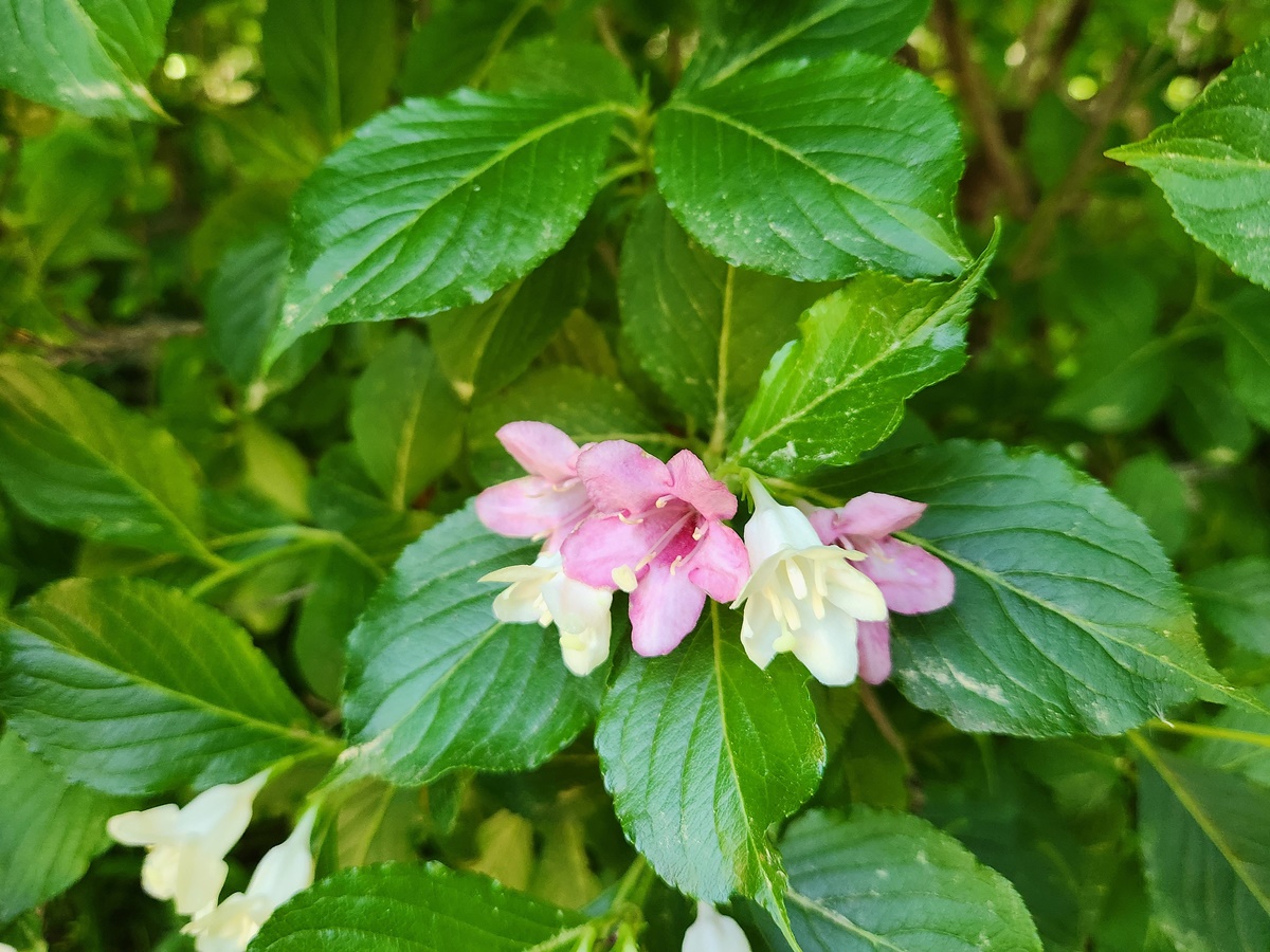 일본삼색병꽃나무