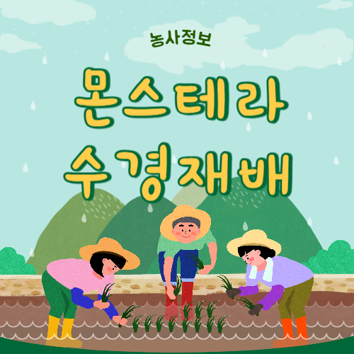 몬스테라 수경재배
