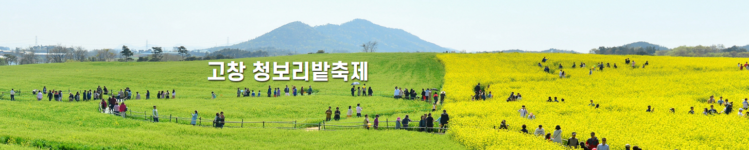 고창 청보리밭 사진