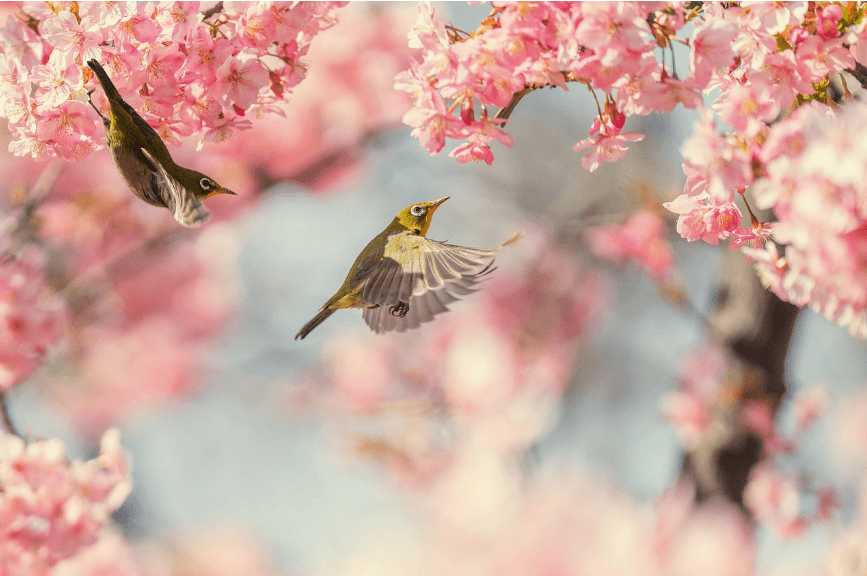 2025 화담숲 벚꽃 예매하기 관련사진