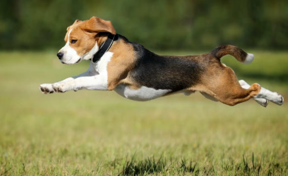 점프뛰는 강아지