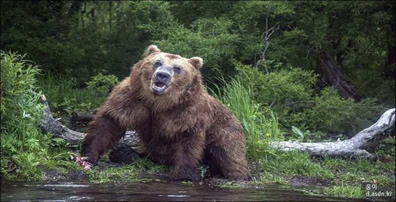 곰꿈 꿈해몽 10가지 태몽 길몽 길운 정리.두번째