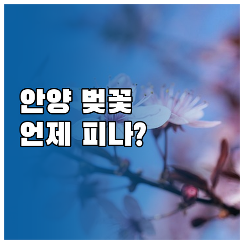 2026년 안양 벚꽃 개화 및 만개 ..
