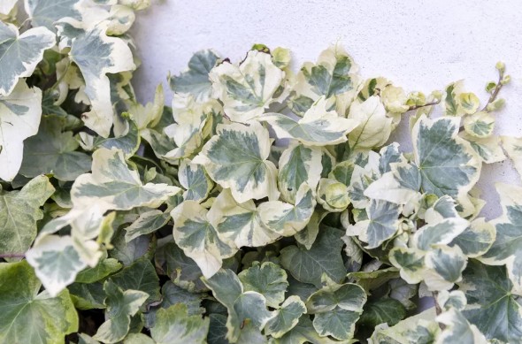 [식물키우기] 알제리 아이비 키우기 관리법 - 물주기, 햇빛, 온도, 습도, 흙(토양)