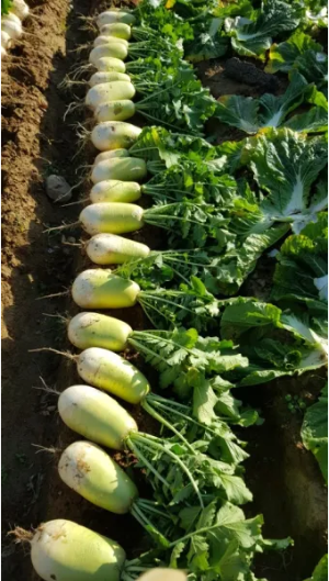 가을무 재배 방법과 요령, 심기, 수확시기, 온도, 파종 방법과 시기_51