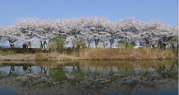 수원화성 벚꽃 사진