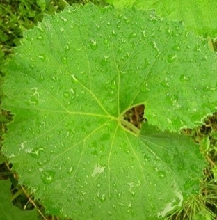 머위 효능과 부작용 고르는법 먹는법 칼로리