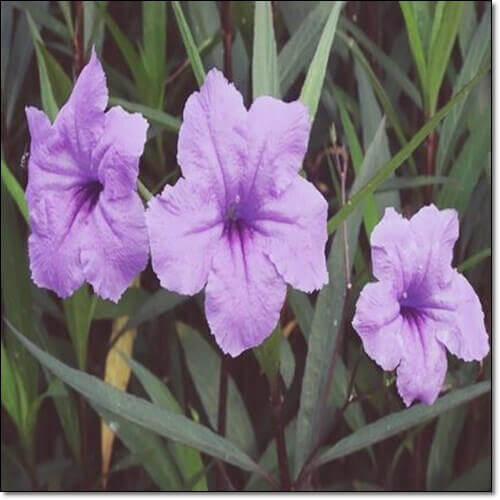 쥐꼬리 망초과 식물