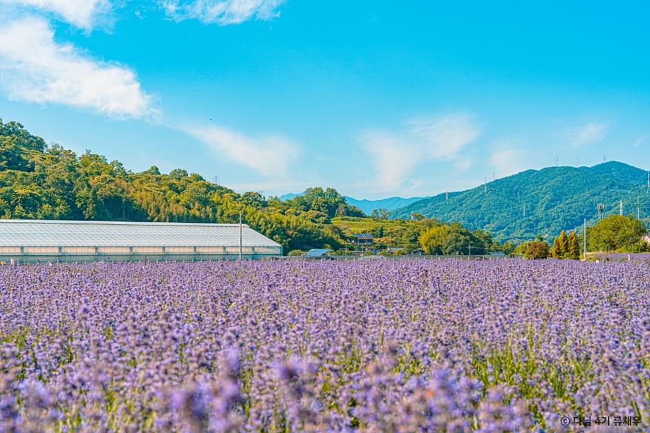 라벤더 명소 개화시기 꽃말