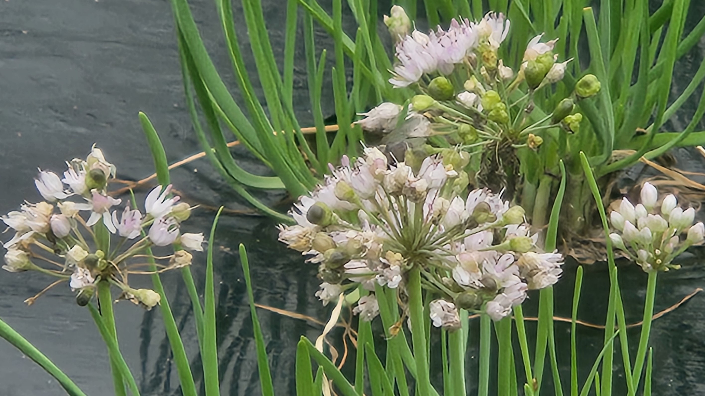여름 끝자락에 피어난 부추꽃, 꽃차로 활용되는 연보랏빛 들꽃