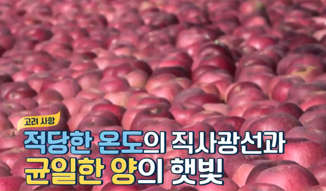 아누카사과분말