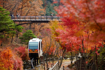 화담숲 방문 가이드 ❘ 입장료, 예약 방법, 모노레일 이용 팁 총정리