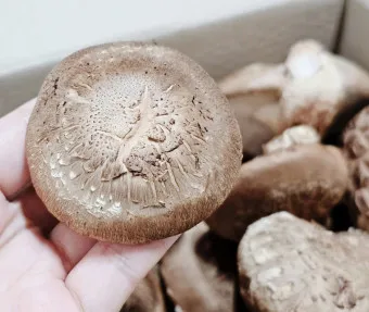 표고버섯 효능_11