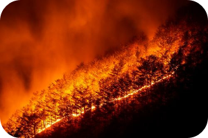 경북 영덕군 산불재해 이미지