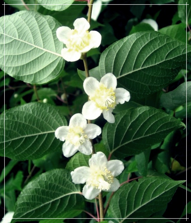 개다래: 특성, 효능, 재배 및 활용 방법