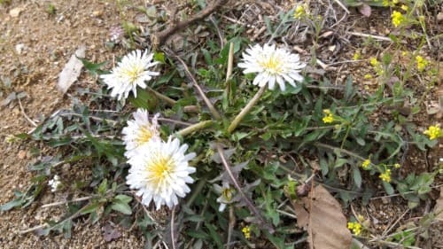 민들레-흰민들레-효능