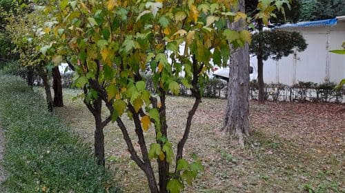 무궁화-묘목-심는시기-심는방법