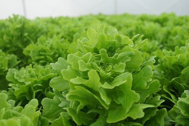 공중 재배(Aeroponics)란?