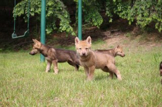 대전 늑대 탈출 사건 현재상황 대전 늑대 탈출 사건 현재상황