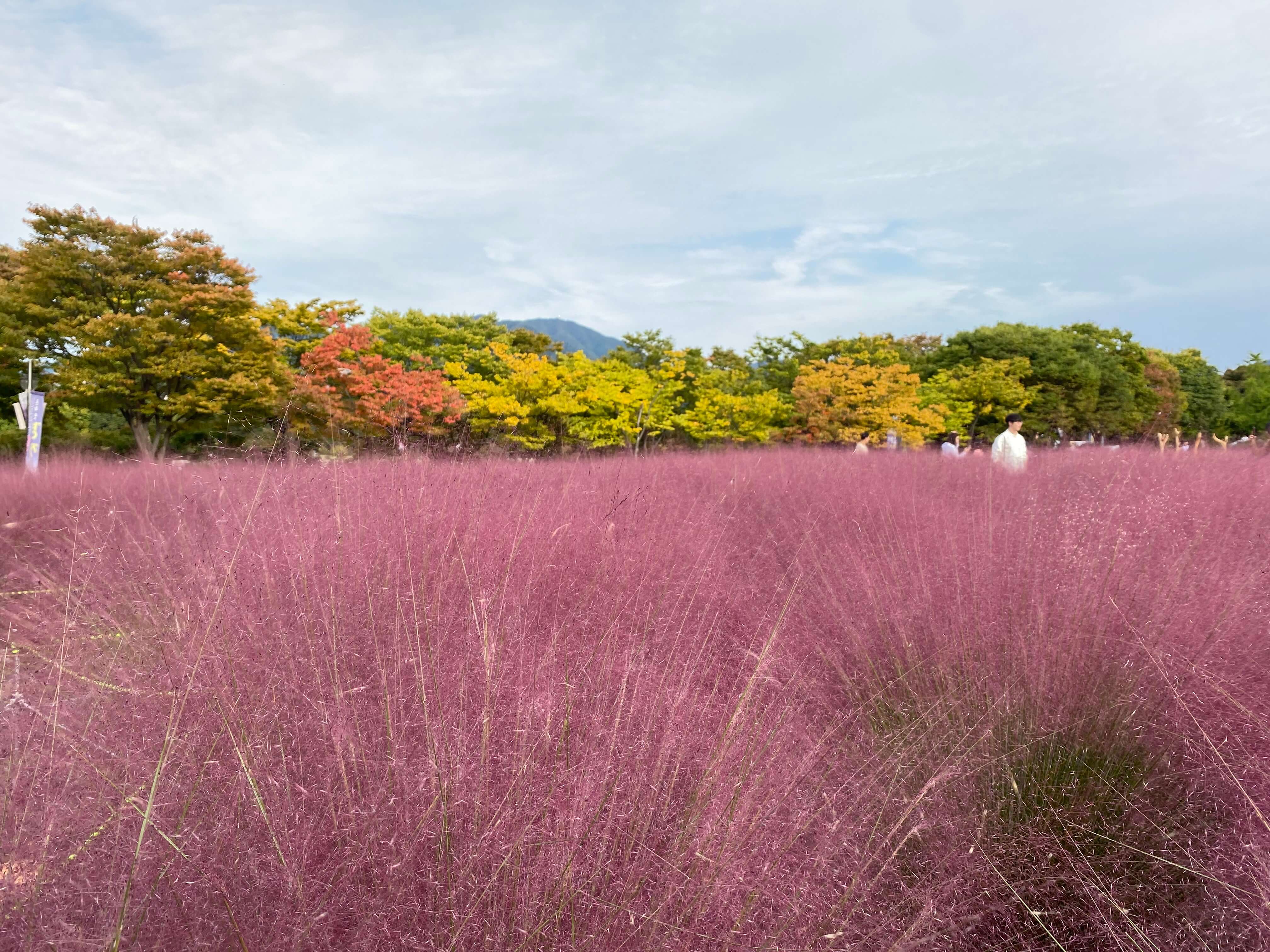 핑크뮬리 하남미사 경정공원 조정경기장