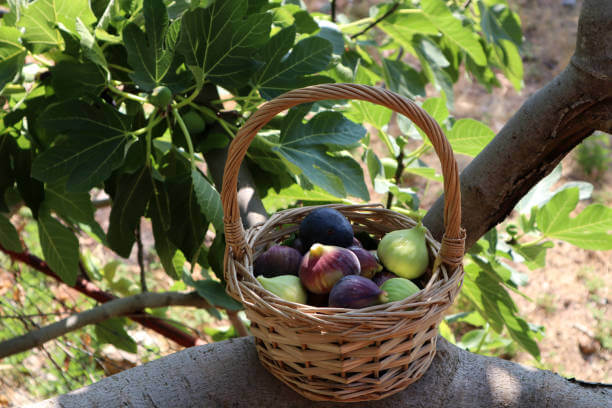 바구니에 담긴 무화과 사진
